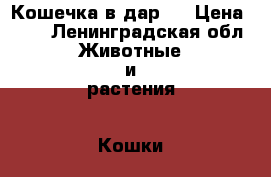 Кошечка в дар!  › Цена ­ 10 - Ленинградская обл. Животные и растения » Кошки   . Ленинградская обл.